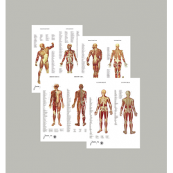 Anatomiakartta-paketti...