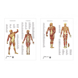 Muscular system charts 50 x...