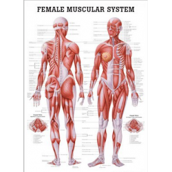 Female muscular system 70 x...